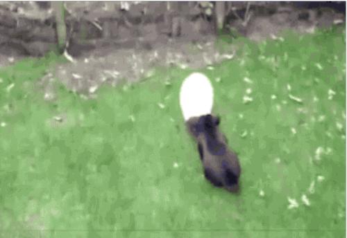 流氓兔有几季,流氓兔的繁衍方法