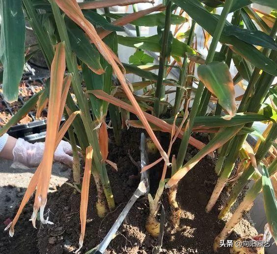 家里沙土种生姜如何施肥,阳台种植生姜用什么水肥