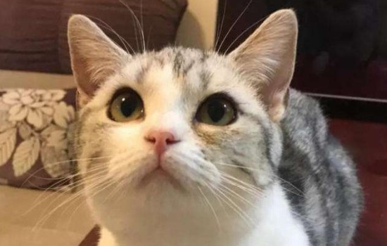 养猫三年以上你的猫吃的什么,养猫三年没摸过猫