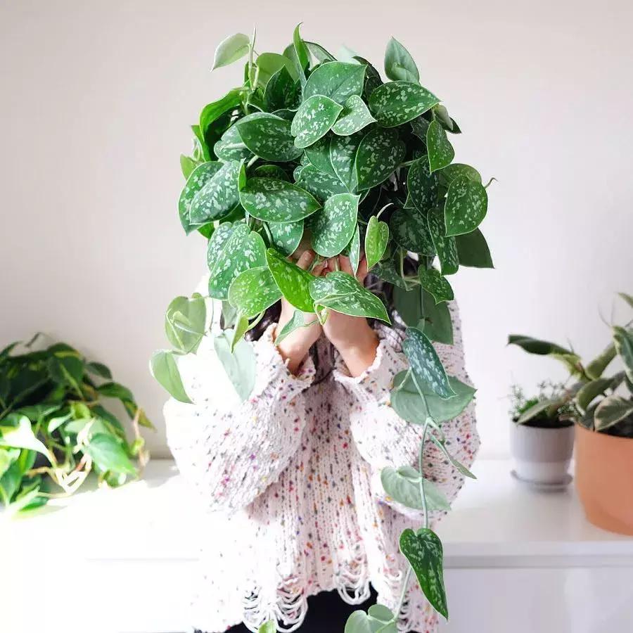 枯死发财树起死回生小妙招,冬天吊兰绿萝发财树怎么养