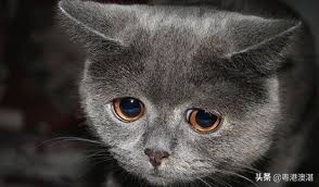 猫咪抑郁症再养一只小猫能缓解吗,怎么治愈猫咪抑郁