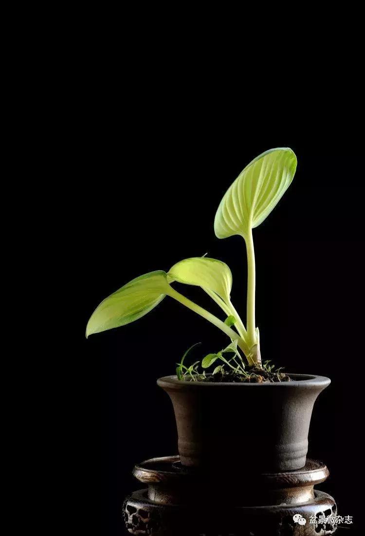 盆景艺术欣赏视频大全,盆景万象盆