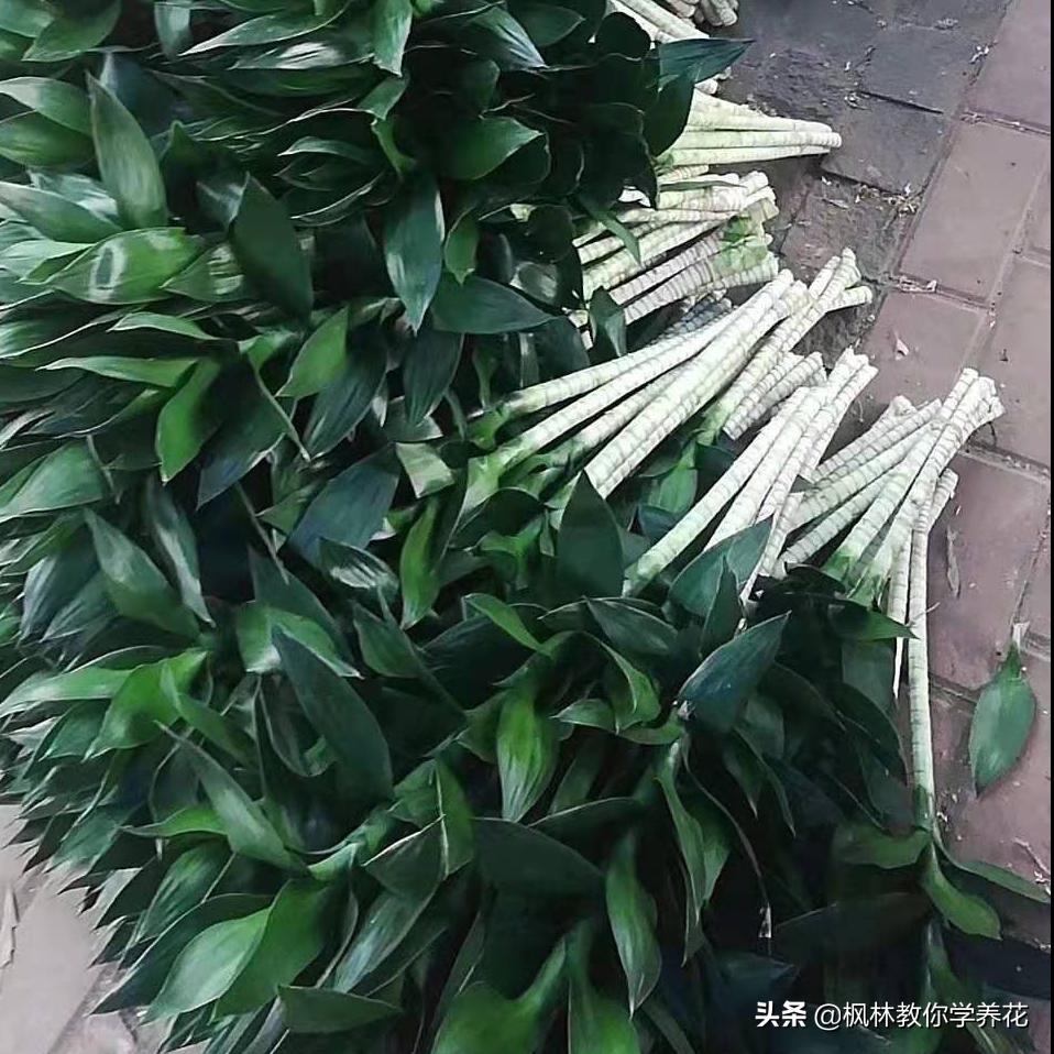 英雄不问出处落魄不问缘由,英雄不问出处历史趣闻知识分享