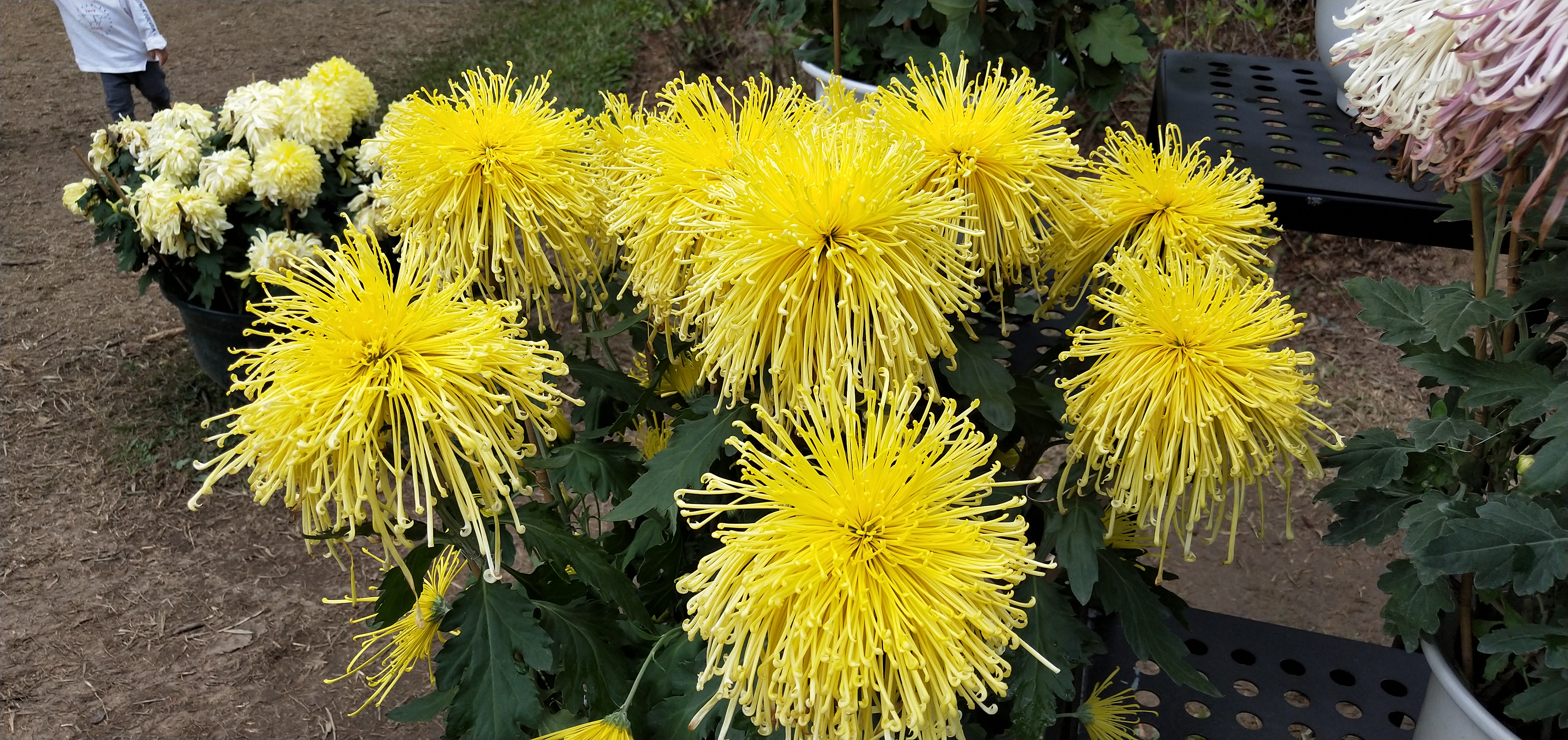 东湖公园菊花花展时间2021,深圳东湖荷节花展