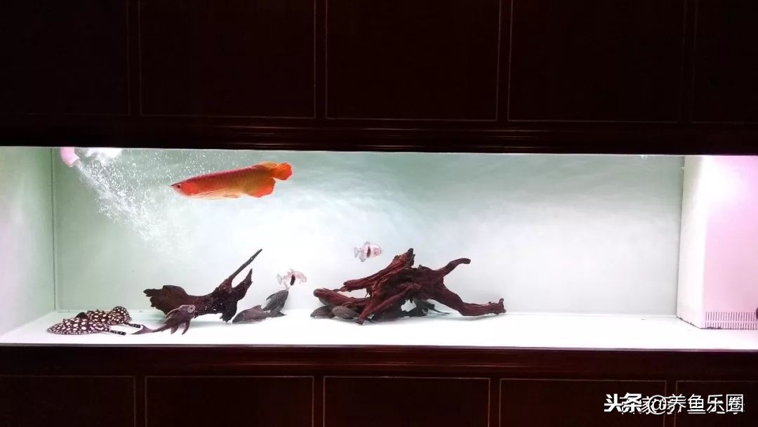 这位土豪家的渔场，光滤材就花了500多万，你确定不要见识一下？