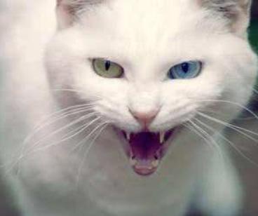 猫咪容易抓坏沙发怎么办,家里猫咪不养了怎么处理