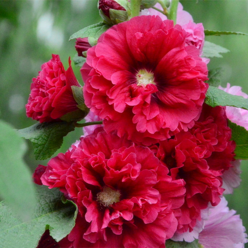 蜀葵是什么植物,蜀葵习性