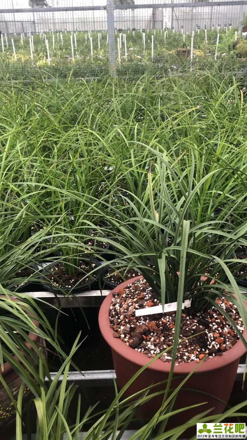 兰花的观赏特性及用途是什么,兰花的观赏特性及用途图片