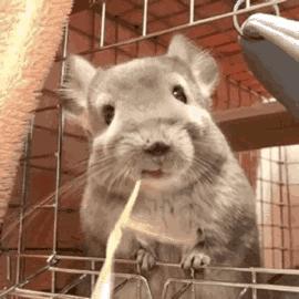 龙猫是猫还是鼠啊,龙猫是猫还是鼠