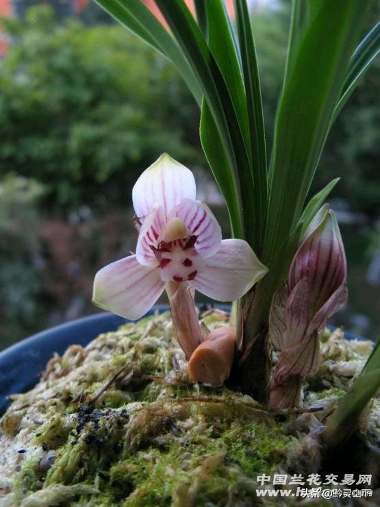 贵州有什么兰花品种啊,贵州兰花品种惠风荷