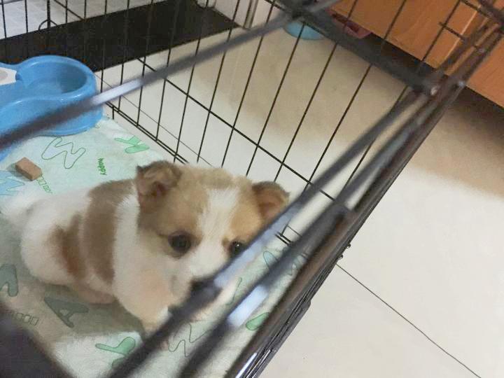 养一只很乖的狗是什么体验,养一只聪明的狗是什么体验