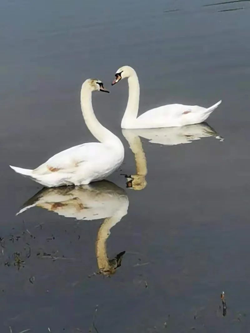 为什么要给天鹅带颈环,迁徙的天鹅戴颈环