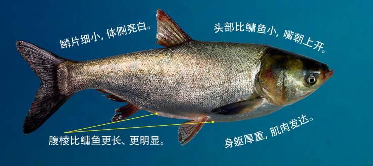 淡水鱼鲫鱼类品种大全,鲤科鱼类分布图