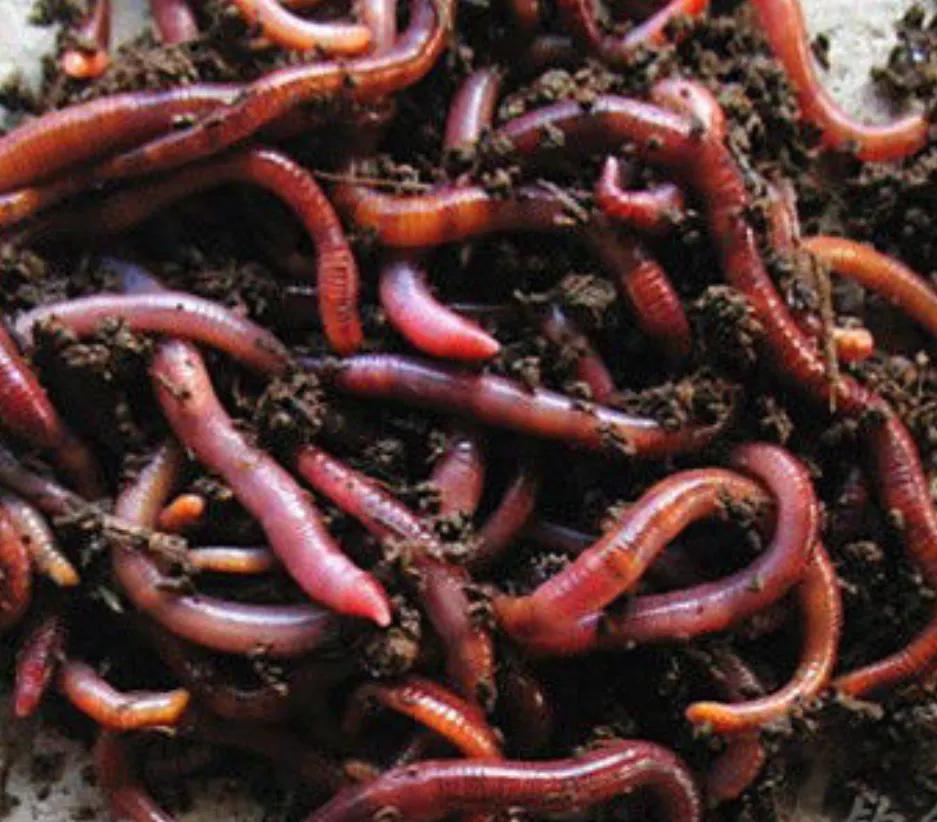 知己知彼百战不殆知是什么意思,知己知彼百战不殆是情报战吗