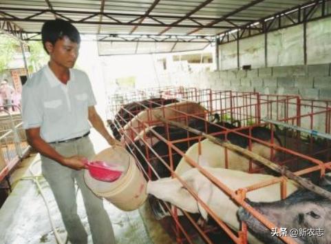 都有什么好项目可以创业,适合穷人养殖的十大养殖项目