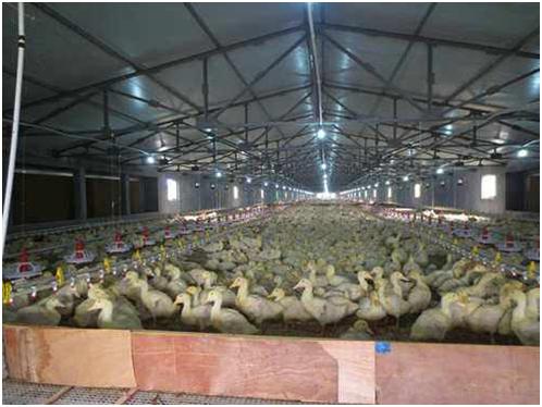 鸭摇头,鸭摇头晃脑是什么原因