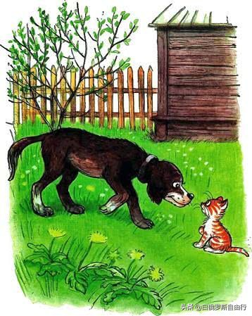 一只小猫汪汪叫儿歌,名叫汪汪的小猫