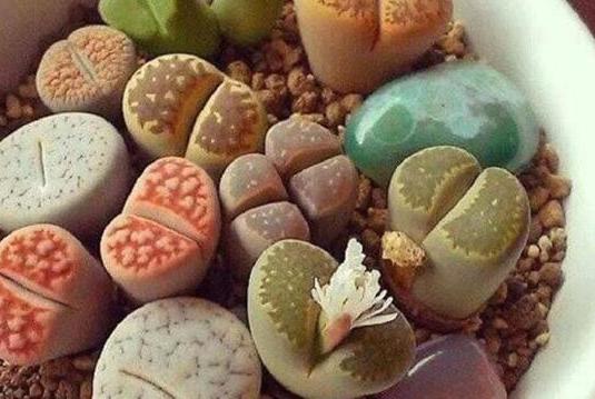 盆栽土的表面发霉要不要紧,盆栽新土怎么处理