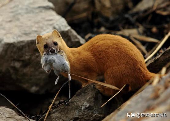 黄皮子记仇的故事,黄皮子偷鸡的正确方法