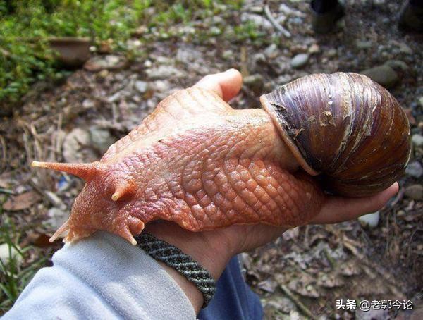 鍏ヤ镜瓒呭ぇ铚楃墰,瓒呭ぇ铚楃墰琚嚮鐜嬪浗