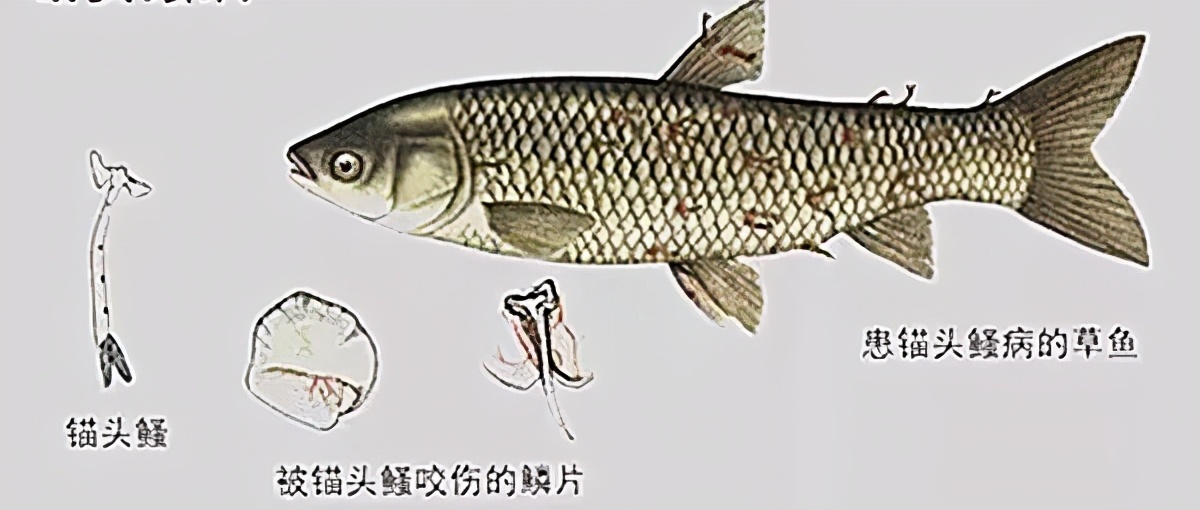 鱼身上有红斑用什么药治理,鱼身上有红斑怎么解决