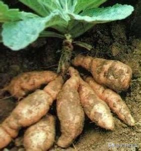 野生地黄跟种植地黄药效差别多大,种植的地黄有药效吗