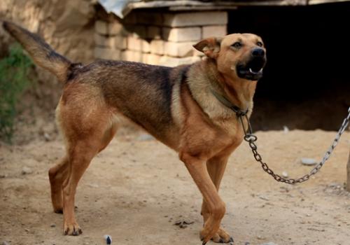 两个月大的土狗,俩个月大的土狗