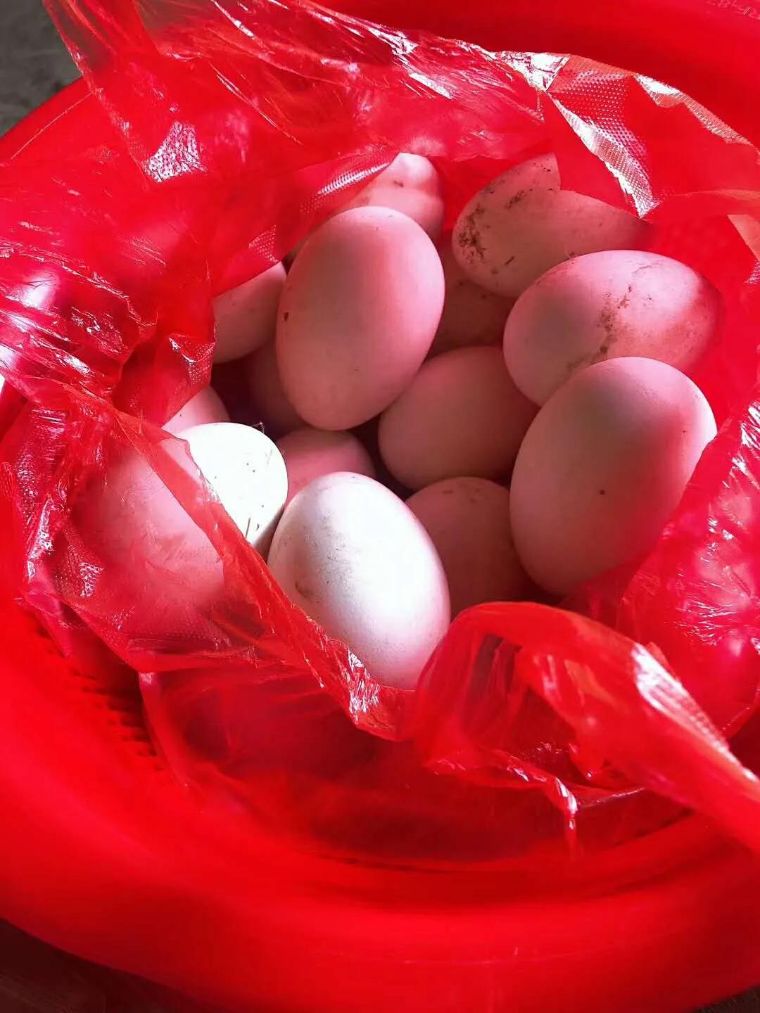 安徽舅舅给外甥初几送灯笼,安徽亳州舅舅给外甥送灯送到几岁