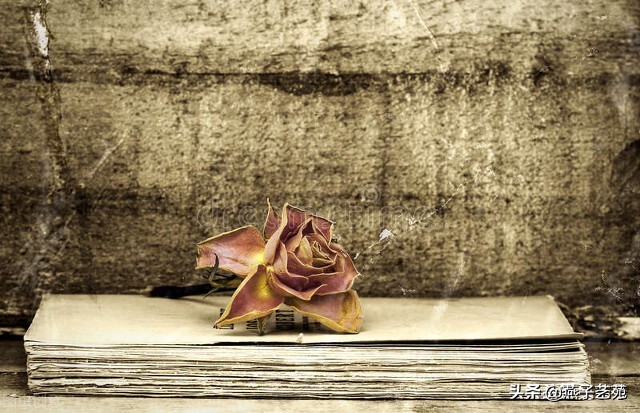 七绝诗情,七绝情诗100首