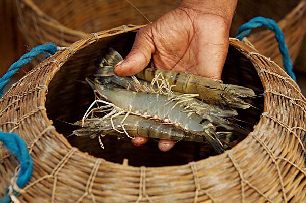 罗氏虾怎么辨别公母,罗氏虾怎么分辨好坏