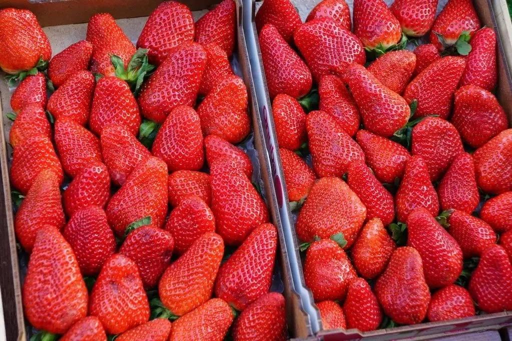 春天买盆小苗苗，嘟噜嘟噜直结果，吃完一茬又一茬