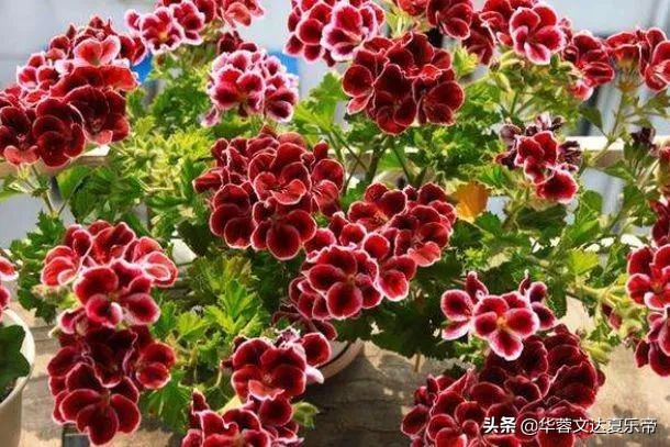 卧室养什么植物能净化空气驱蚊,适合在家养的驱蚊虫植物