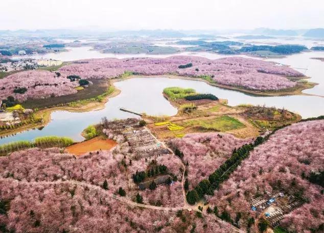 去日本观赏樱花最佳去哪个岛,去日本观赏樱花可能去什么岛