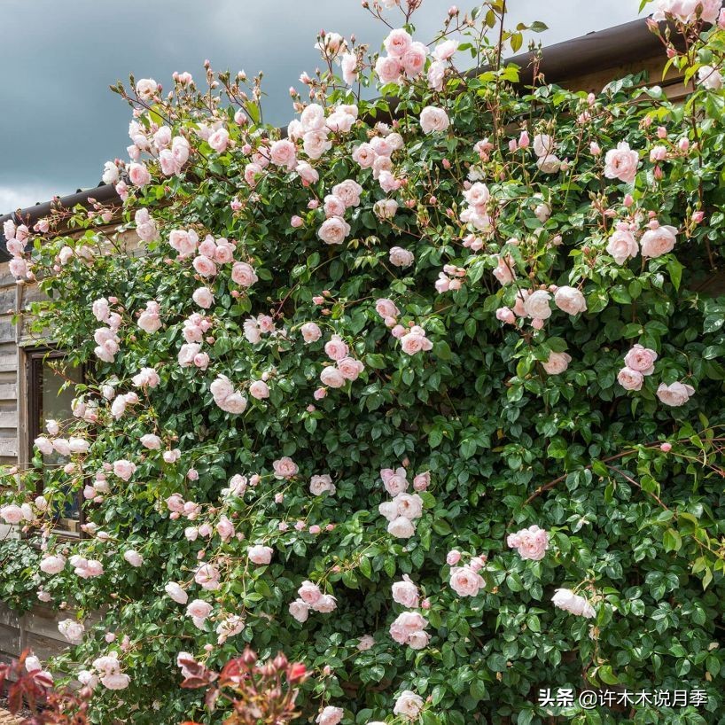 十大浓香切花月季,好看好养的月季品种推荐