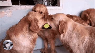 社会狗打架事件,社会狗打架