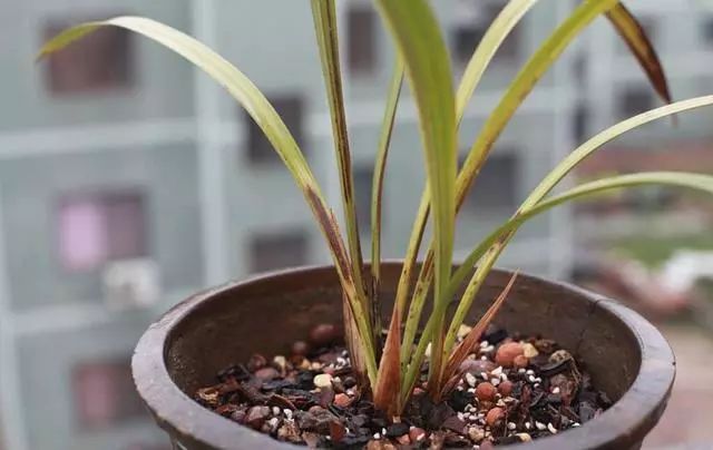 兰花叶子从中间开始黄怎么回事,兰花靠近根部的叶子变黄发黑