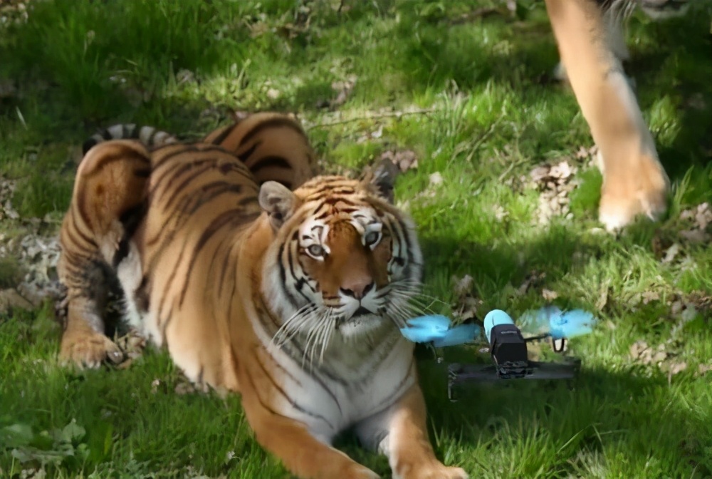 老虎和狮子谁厉害终于有答案了,老虎和狮子打起来谁更厉害