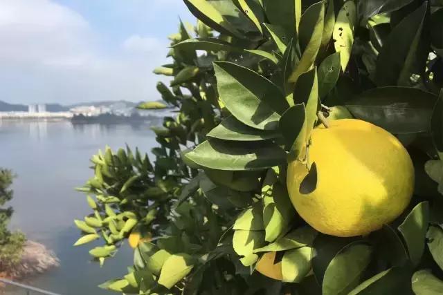 40岁大叔钓鱼,40岁大叔买下一座岛