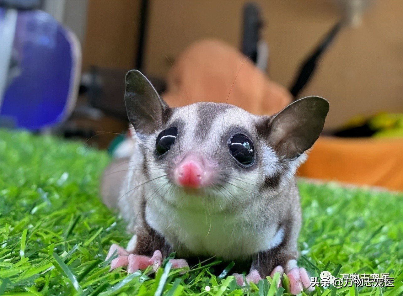 小小蜜袋鼯会咬人吗,新手养蜜袋鼯必须要注意的点