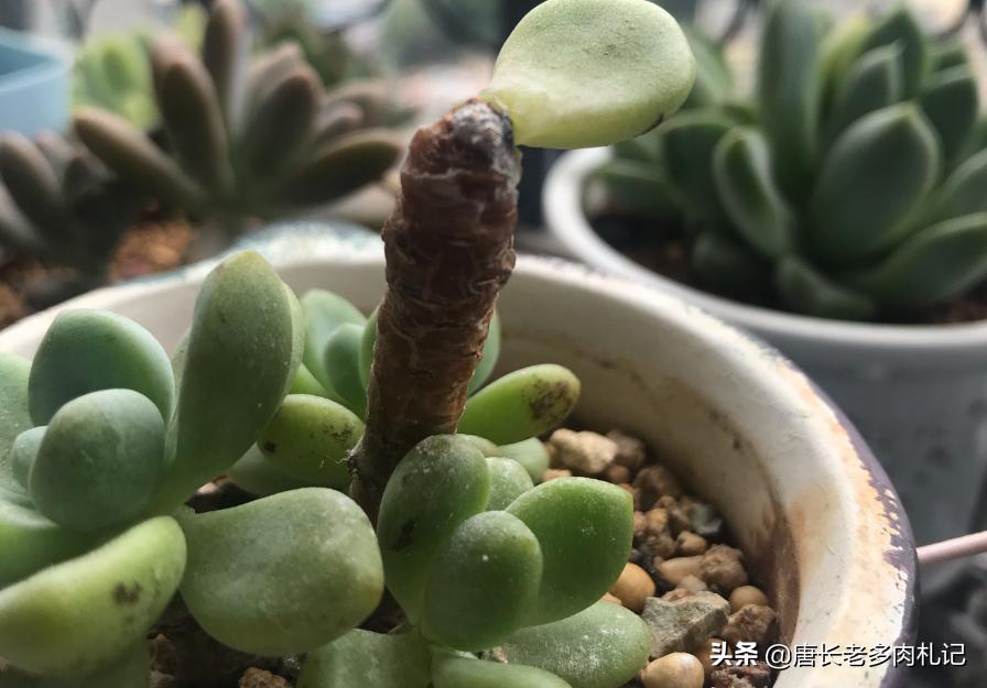 多肉劳尔发霉,劳尔多肉叶片