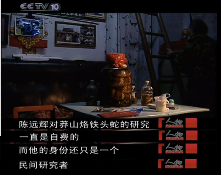 1996年莽山烙铁头蛇,莽山烙铁头被盗事件