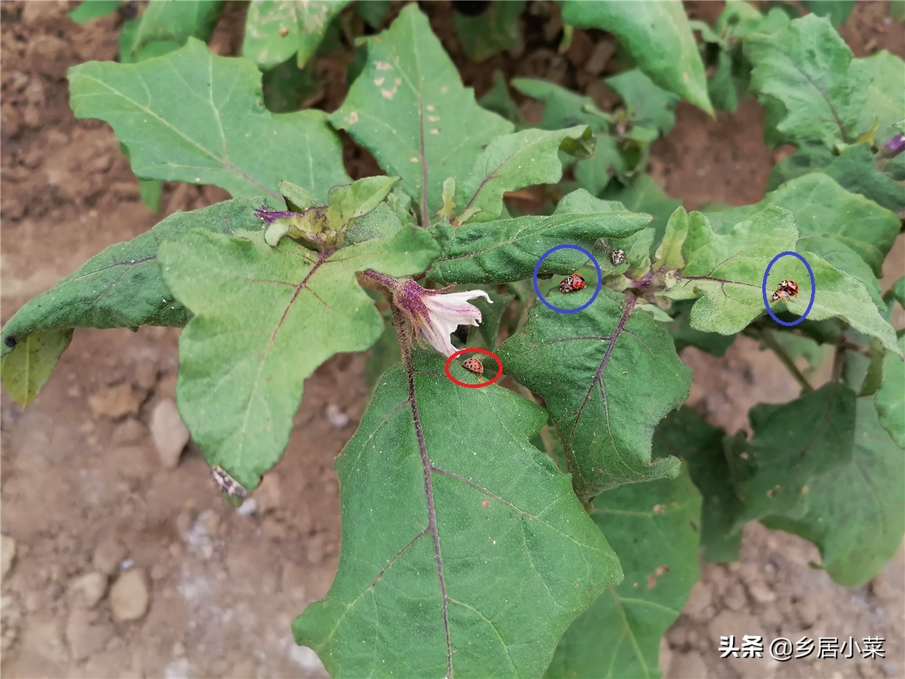 茄子叶病虫害图片大全,茄子种植用什么肥壮苗