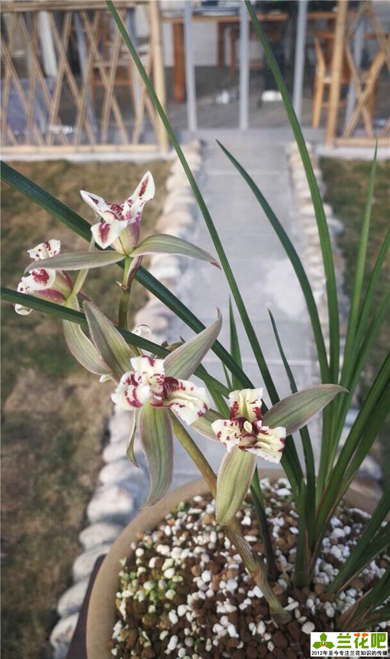 兰花为什么那么高价,高价兰花50种