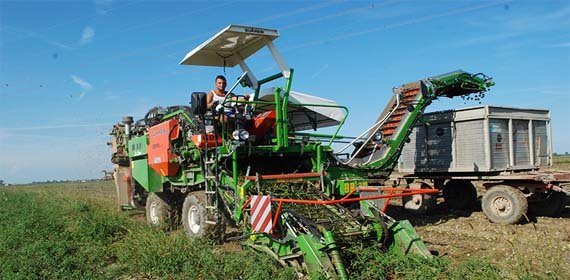 甜菜玉米收割机价格,甜菜收获机几年回本