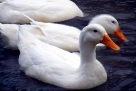 蛋鸭死亡是怎么回事,鸭瘟是指鸭病毒吗