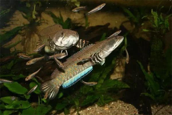 <html>
<head><title>502BadGateway</title></head>
<body>
<center><h1>502BadGateway</h1></center>
<hr><center>nginx</center>
</body>
</html>
<!--apaddingtodisableMSIEandChromefriendlyerrorpage-->
<!--apaddingtodisableMSIEandChromefriendlyerrorpage-->
<!--apaddingtodisableMSIEandChromefriendlyerrorpage-->
<!--apaddingtodisableMSIEandChromefriendlyerrorpage-->
<!--apaddingtodisableMSIEandChromefriendlyerrorpage-->
<!--apaddingtodisableMSIEandChromefriendlyerrorpage-->
