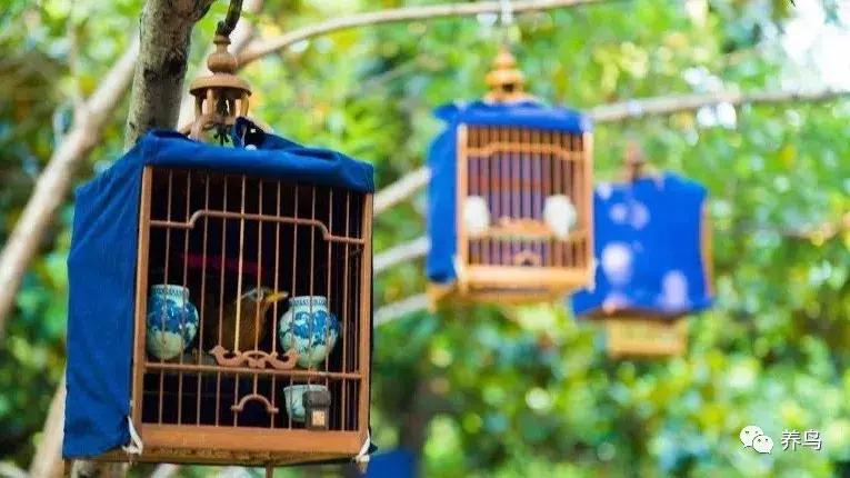 鸟为什么会应激,鸟上火了怎么办