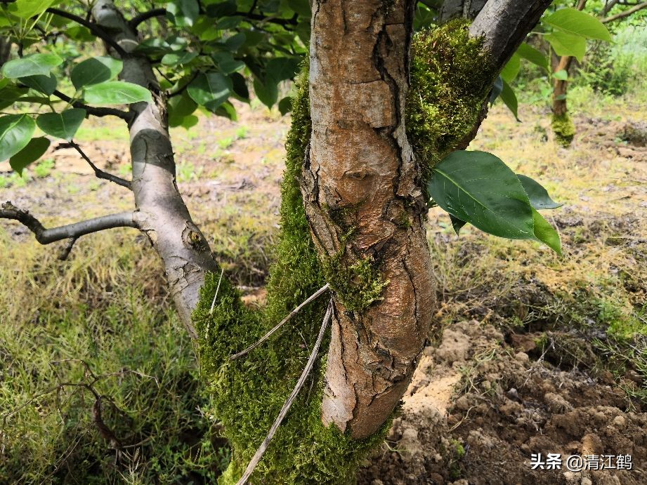 树干有轮纹病打什么药,轮纹病锈病