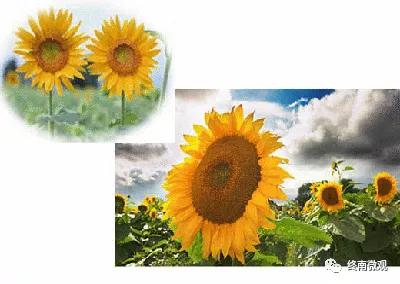 日本国花是什么花啊,全世界各国的国花是什么花