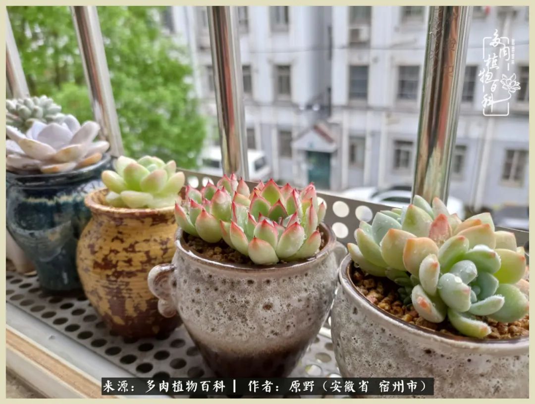 梅雨袭，酷暑至，多肉进入历劫季